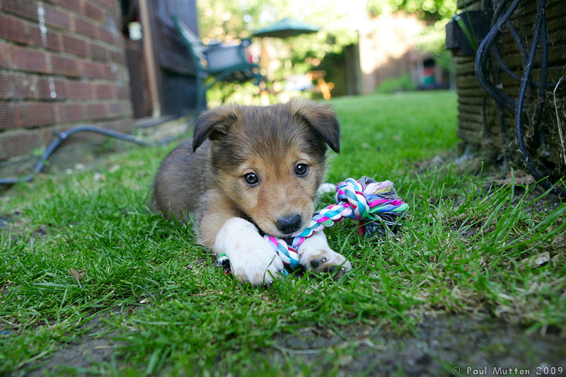  A8V6347 Archie puppy chewing toy in garden